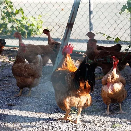 Agriturismo Colombarino Farm stay Desenzano del Garda